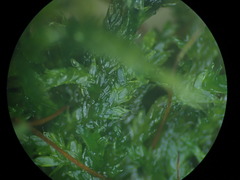 Plagiothecium piliferum