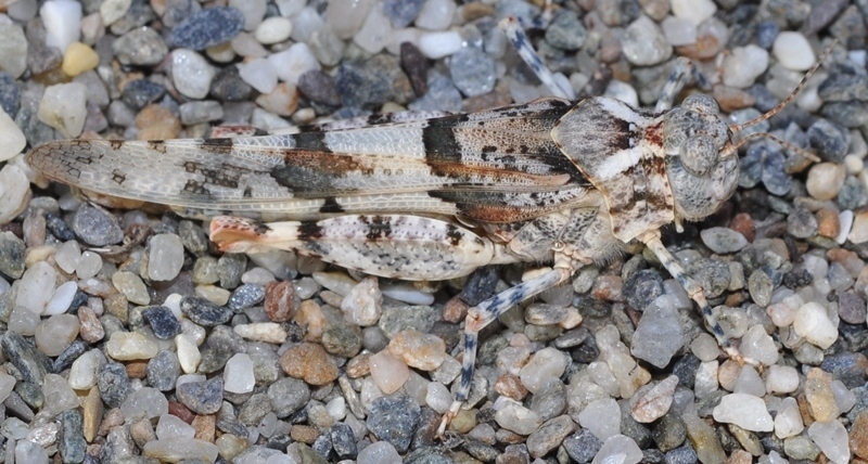 Almeria sand grasshopper