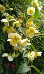 Philadelphus mexicanus