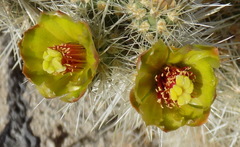 Cylindropuntia chuckwallensis