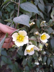 Philadelphus mexicanus