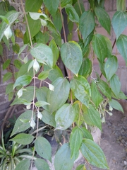 Philadelphus mexicanus