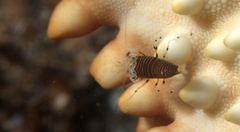 Gnathophyllum americanum