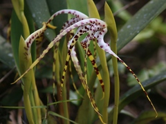 Maxillaria speciosa