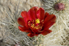 Cylindropuntia chuckwallensis