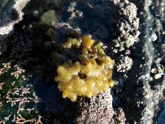 Colpomenia tuberculata