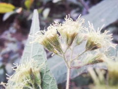 Koanophyllon longifolium