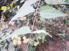 Koanophyllon longifolium