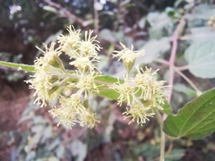 Koanophyllon longifolium