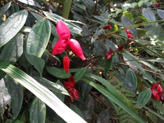 Cavendishia bracteata