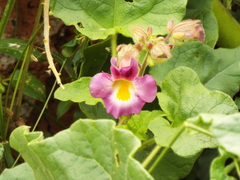 Proboscidea louisianica fragrans