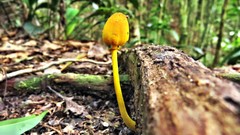 Leucocoprinus brunneoluteus