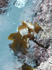 Eisenia arborea