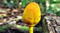 Leucocoprinus brunneoluteus