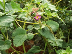 Proboscidea louisianica fragrans