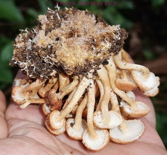 Ripartitella brasiliensis
