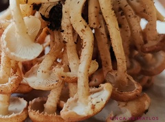 Ripartitella brasiliensis