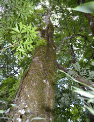 Diatenopteryx sorbifolia