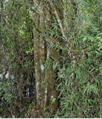Diatenopteryx sorbifolia