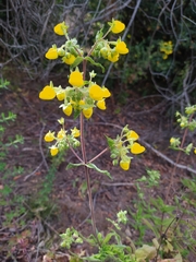 Calceolaria integrifolia