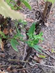 Calceolaria integrifolia