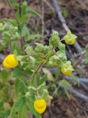 Calceolaria integrifolia