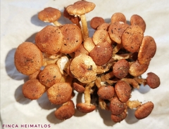 Ripartitella brasiliensis