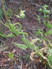Calceolaria integrifolia