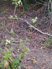 Calceolaria integrifolia