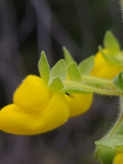 Calceolaria integrifolia