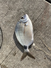 Diplodus holbrookii