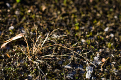 Eragrostis pectinacea pectinacea