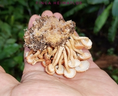 Ripartitella brasiliensis
