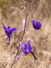 Conanthera bifolia