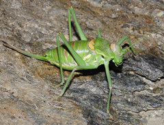 Steropleurus andalusius