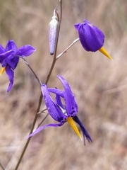 Conanthera bifolia