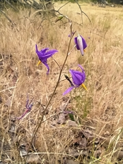 Conanthera bifolia