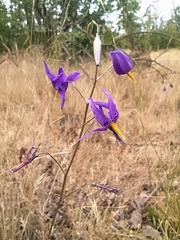 Conanthera bifolia