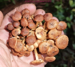 Ripartitella brasiliensis