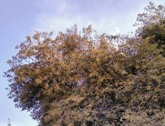 Buddleja