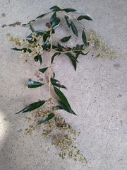 Buddleja