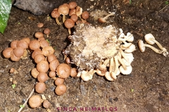 Ripartitella brasiliensis