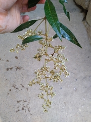 Buddleja