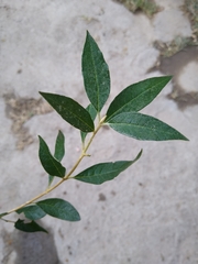Buddleja