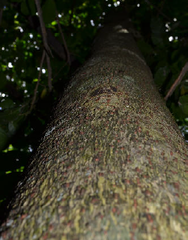 Enterolobium contortisiliquum