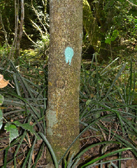 Enterolobium contortisiliquum