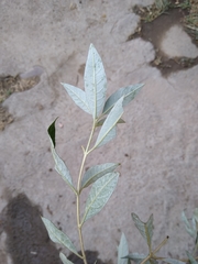 Buddleja