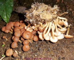 Ripartitella brasiliensis
