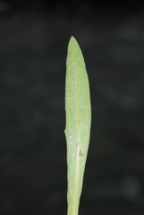 Tolpis staticifolia