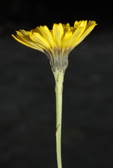Tolpis staticifolia
